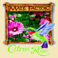 Citrus Rose Yerba Mate Tea